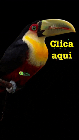 espacosilvestre giphyattribution animal birds tropical GIF