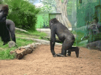 king kong kids GIF