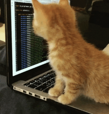 Cat Typing on Computer