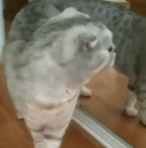 mirror GIF