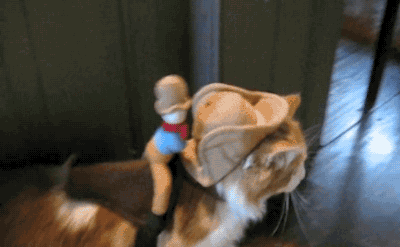 cats in costume GIF