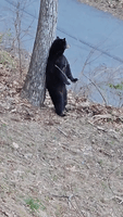 Bear Enjoys Scratching Its Back on a Tree