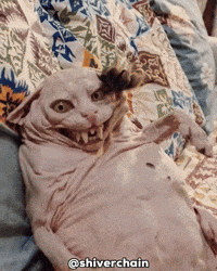 Cat Rip Off GIF