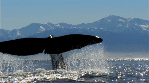 swim whale GIF by BBC Earth