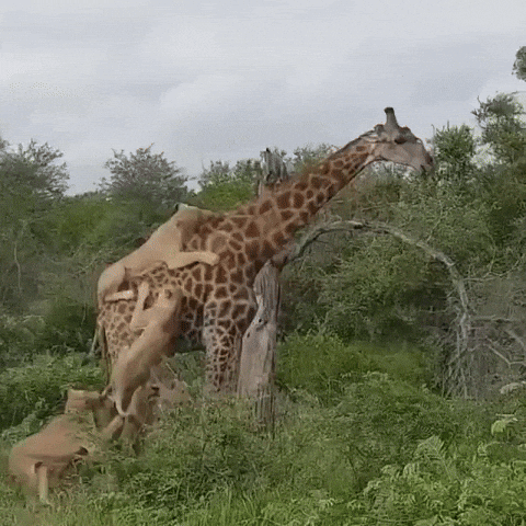 cuteanimalland giphyupload GIF