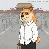 Shiba Inu Whatever GIF by Doge Pound