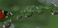 Ladybug Dew GIF