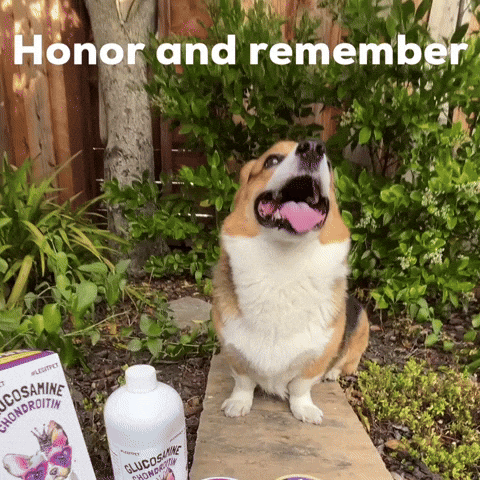 Dog Corgi GIF