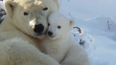 discovery channel bear GIF