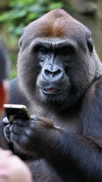 Gorilla GIF by systaime