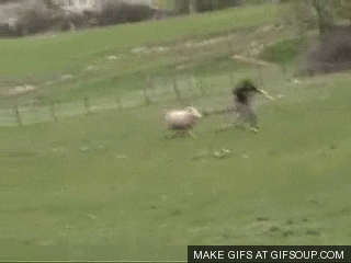 sheep GIF