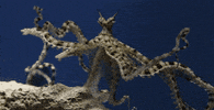 mimic octopus tentacles GIF by Monterey Bay Aquarium