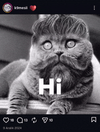 Scottish Fold GIF
