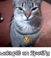 Smirk Funny Cat GIF