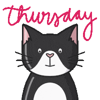 Serious Tuxedo Cat Sticker by Cat & Raven