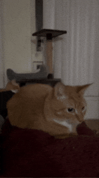 Cat GIF