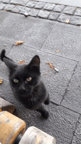hacettepehaydok giphyupload cat black kedi GIF
