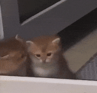 Cat Stop It GIF