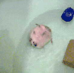 bath swimming GIF
