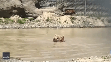 Rescue Bears Keep Cool at New York Sanctuary