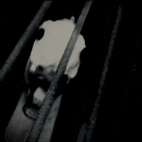 Horse GIF