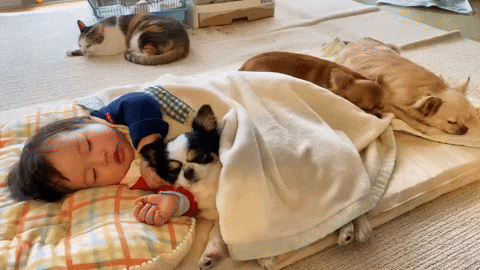 cuteanimalland giphyupload GIF