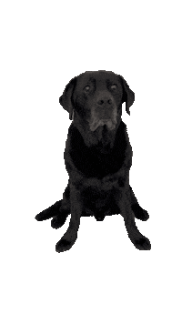 dgdierenartsen dog black looking pets Sticker
