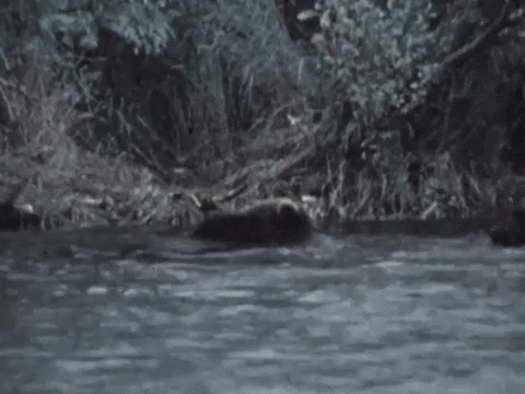 Brown Bears Salmon GIF by US National Archives