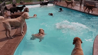 A Pool Party for Pooches Only