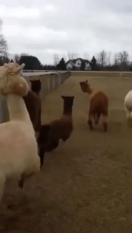 Excited Alpacas Play Outside After 10 Days Cooped Up by Cold Weather