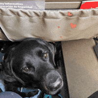 CollabDogTrain service dog service dog in training service dog training public access prep GIF