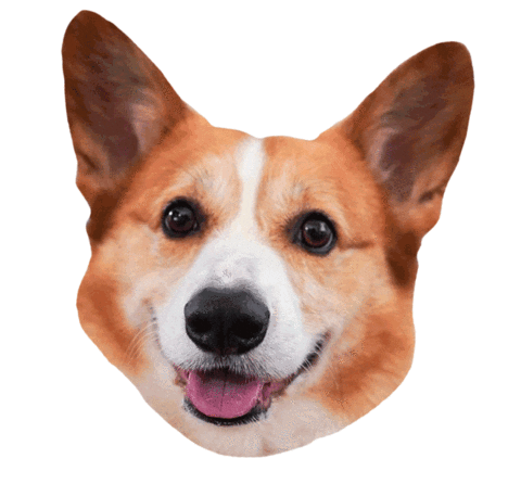 Dog Corgi Sticker by Diggs Pet