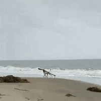 Dog Fail GIF by JustViral.Net