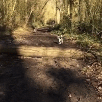 Dog Fail GIF by JustViral.Net