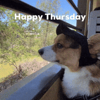 Dog Thursday GIF