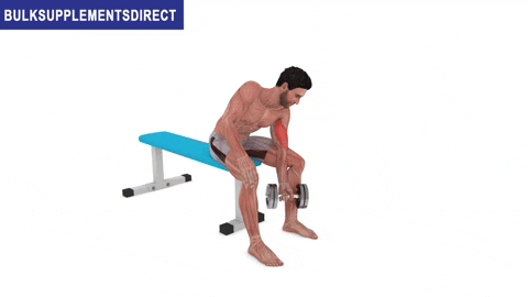 BulkSupplementsDirect giphyupload bulksupplementsdirectcom short head biceps exercises dumbbell concentration curls GIF