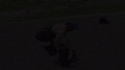 big cat pft GIF by Barstool Sports