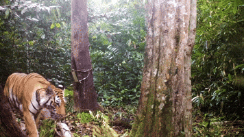 Wild Animal Cat GIF by Great Big Story