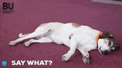 Dog Say What GIF by Bournemouth University
