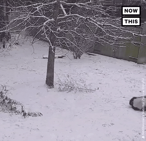 Sledding Snow Day GIF by NowThis