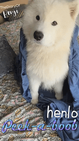 Peek A Boo Hello GIF