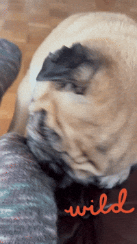 Dog Pug GIF
