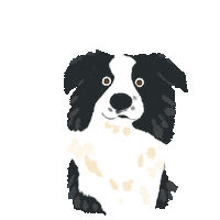 Confused Border Collie Sticker