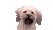 BabetteTasseron dog cheerleader babette tasseron ovide Sticker