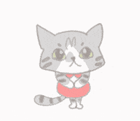 noryco cat gato store loja GIF