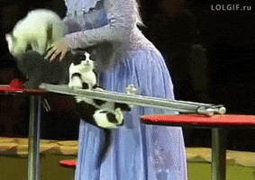 Cats Wtf GIF by hamlet
