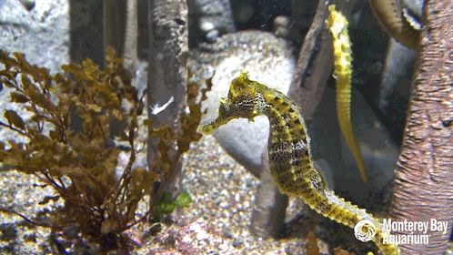 hungry pacific seahorse GIF by Monterey Bay Aquarium