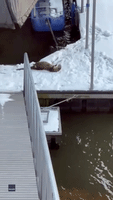 Adorable River Otter Moonwalks in Oklahoma Snow