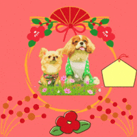 Cavalierkingcharlesspaniel GIF