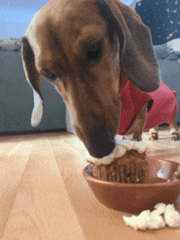 Hungry Sausage Dog GIF